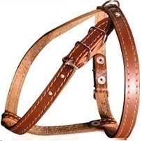 Collar - шлея одинарная для мелких пород собак