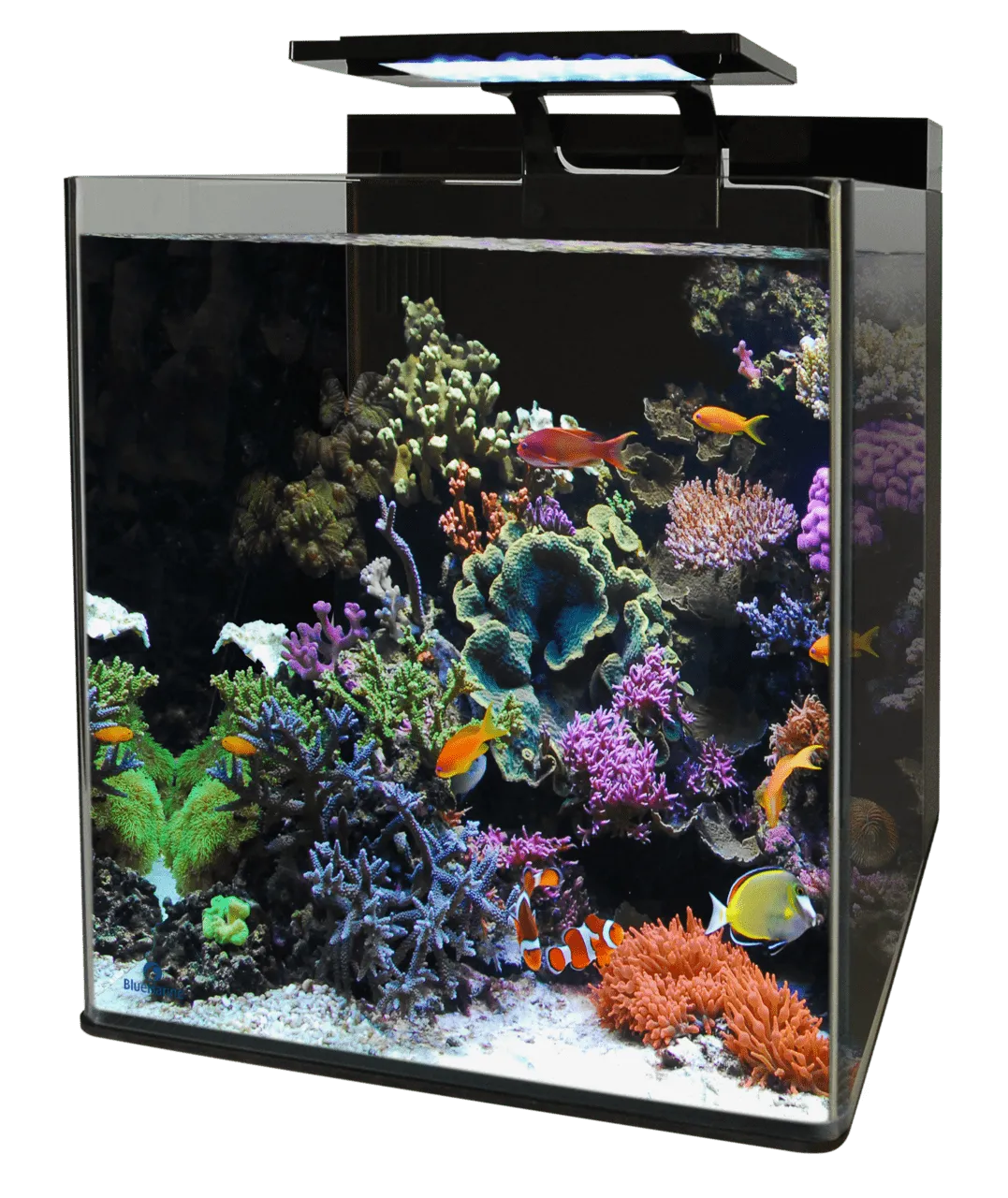 Blue Marine REEF 90 AQUARIUM морской аквариумный комплект, 90 л