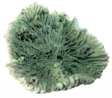 Ferplast BLU 9137 - коралл зеленый LARGE